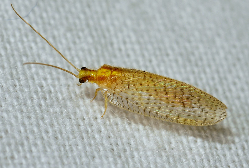 Hemerobius micans  (Hemerobiidae)